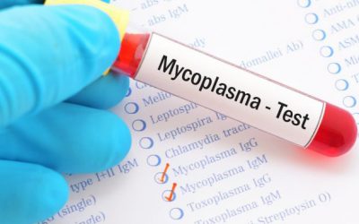 Mycoplasma Testing